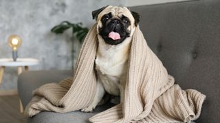 Pug dog sat on sofa