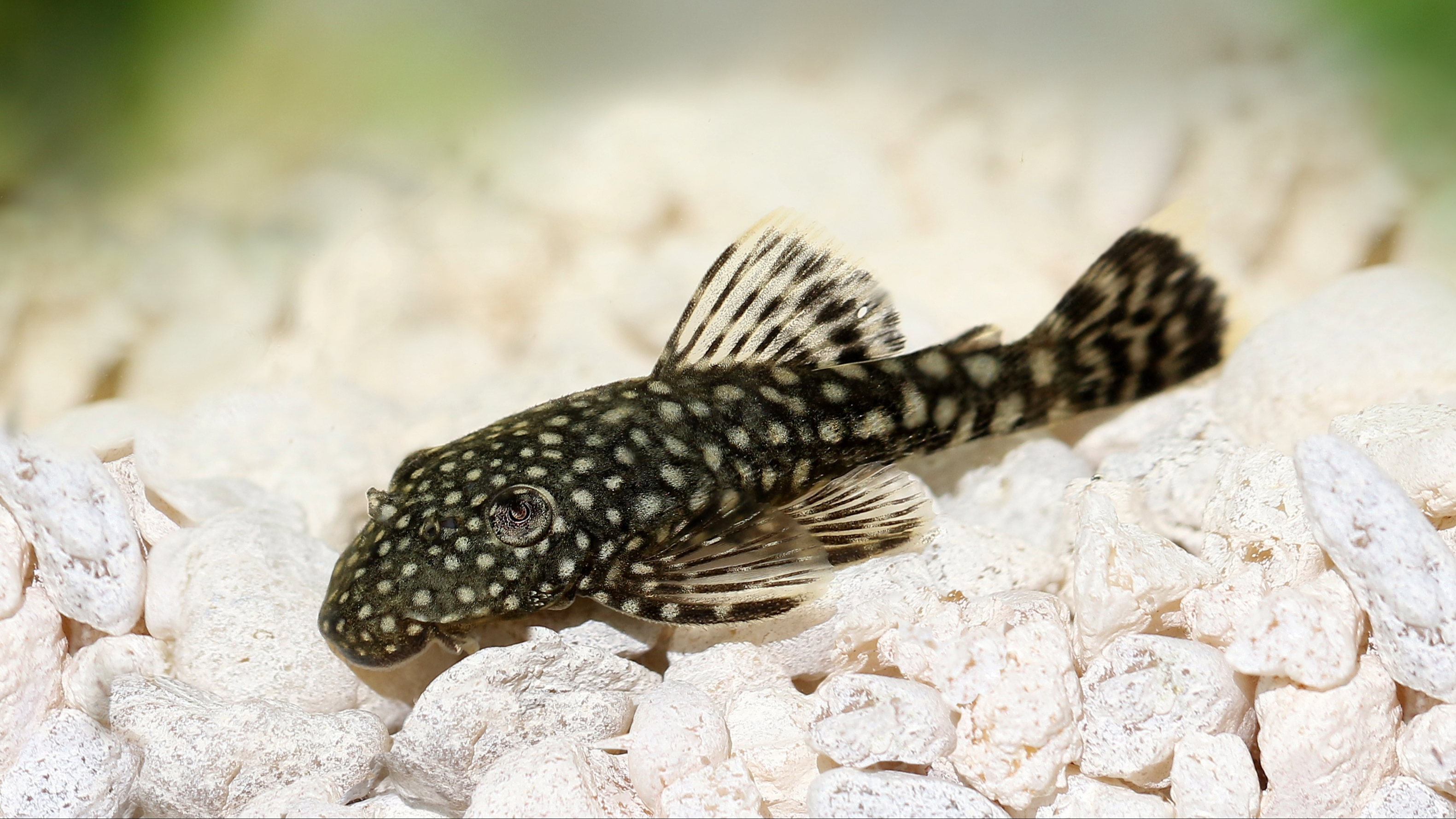 Bristlenose Pleco