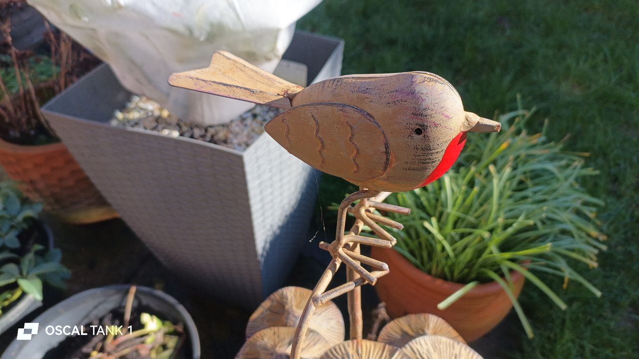 Blackview Oscal TANK 1 example pictures