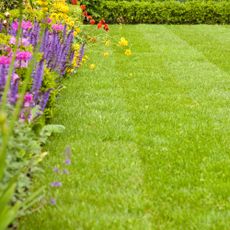 lawn with spring border