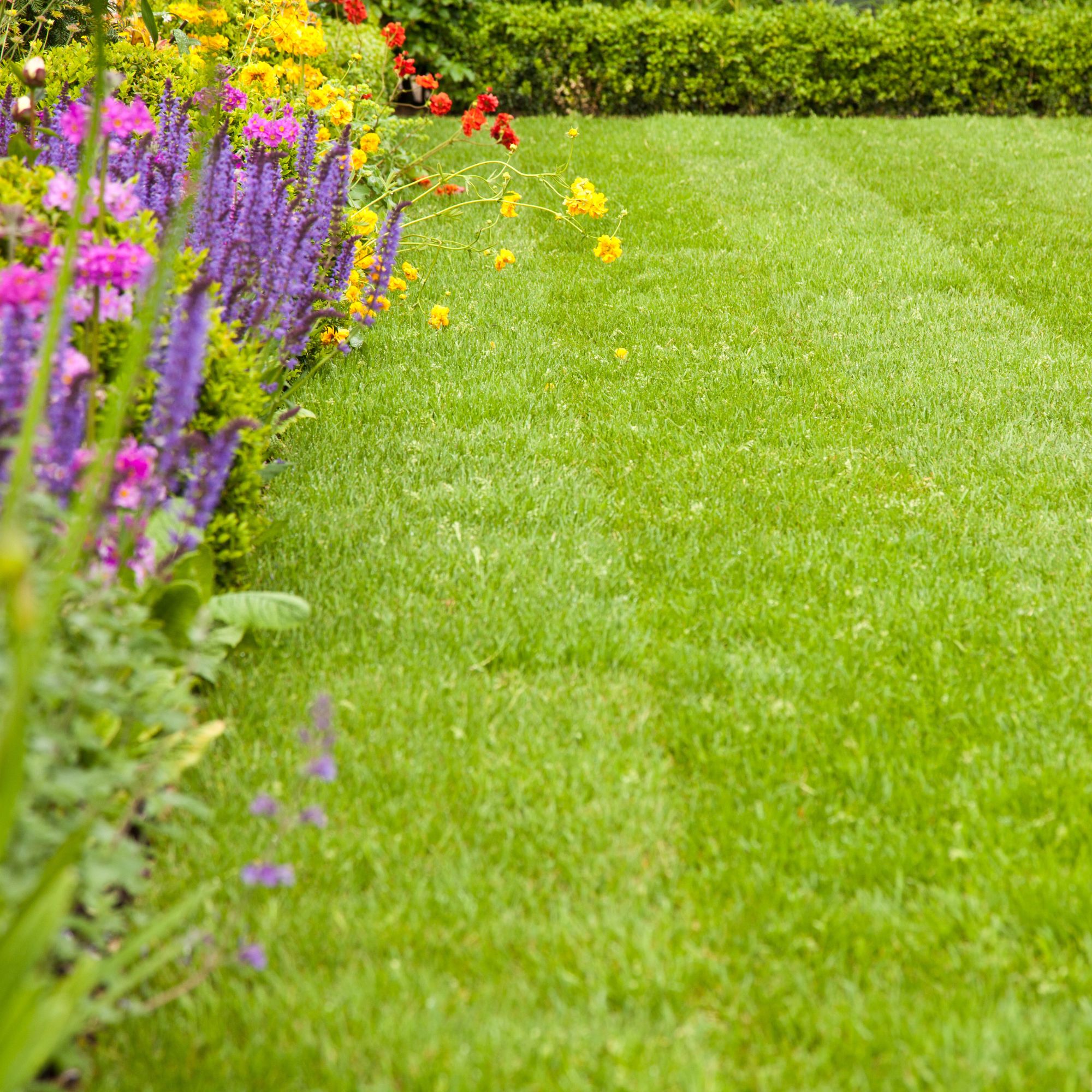 lawn with spring border