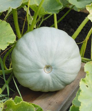 Crown Prince squash ripening on the plot in summer