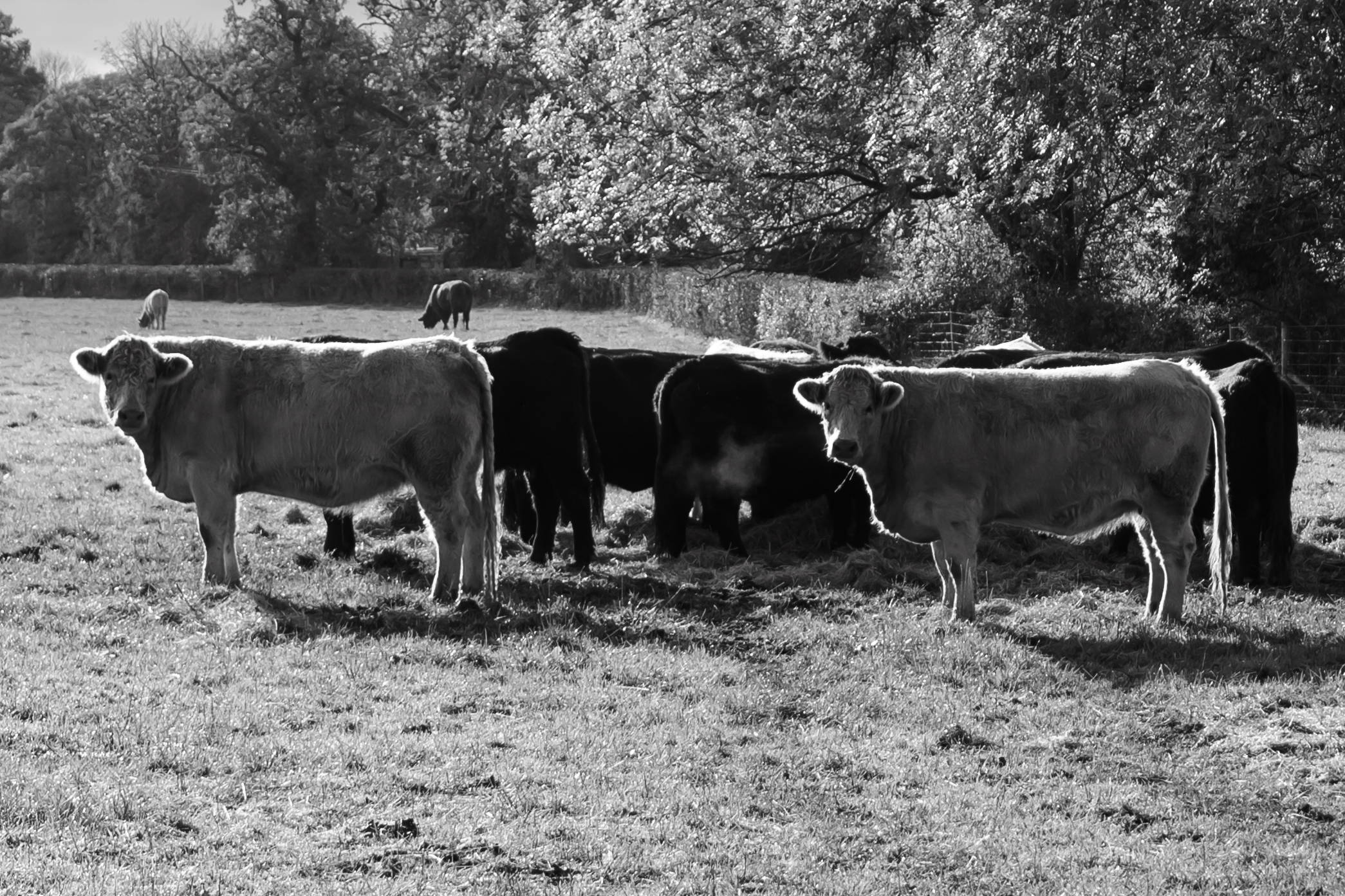 A black and white image of cows in a field