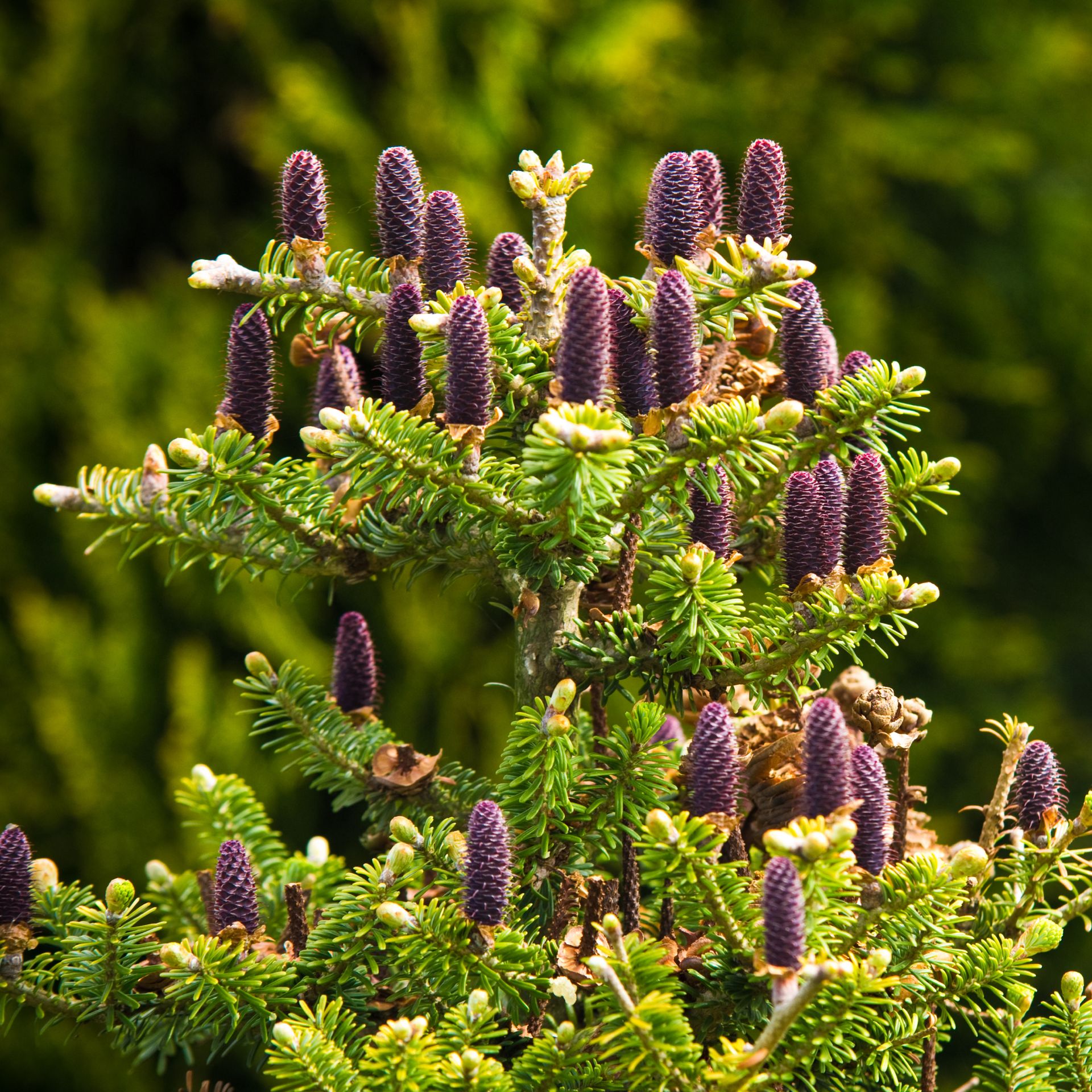 korean fir tree