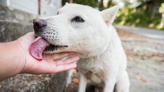 dog licking human hand