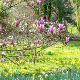 Magnolia tree in english countryside