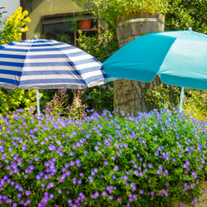Two eye-catching sun umbrellas, one blue and the other blue and white striped, stand unexpectedly in a colorful front yard filled with blooming purple flowers.
