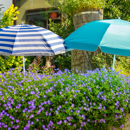 Two eye-catching sun umbrellas, one blue and the other blue and white striped, stand unexpectedly in a colorful front yard filled with blooming purple flowers.