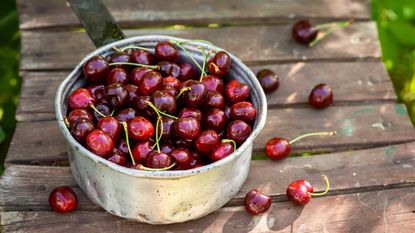 container filled with cherries