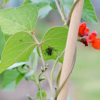 Blackfly aphids on a runner bean leaf - sarahdoow - Getty Images 1014106898