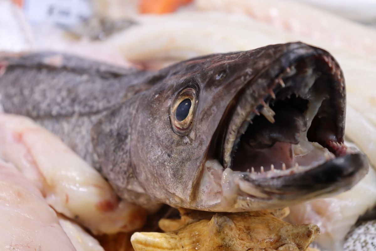 Fish with mouth open