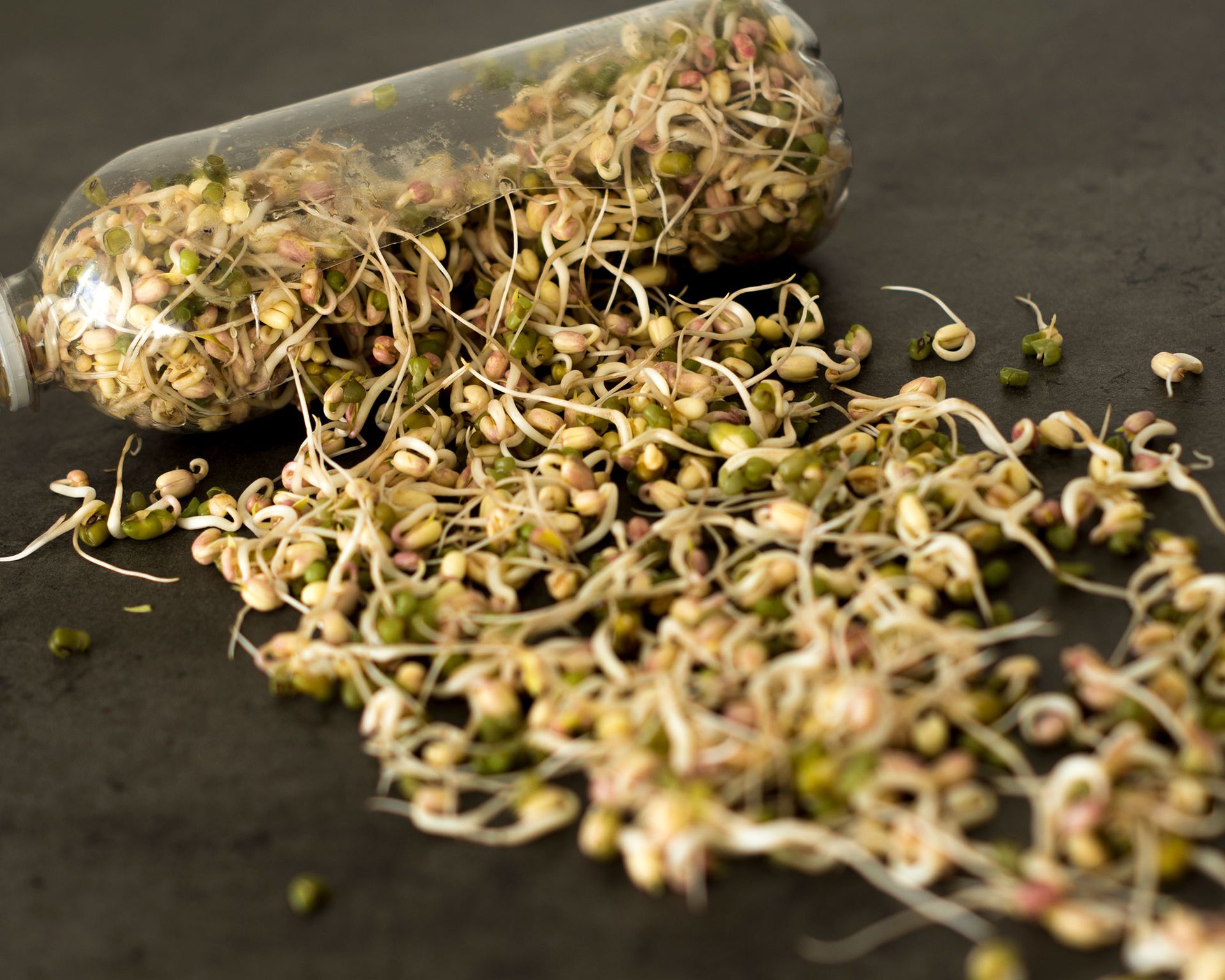 How to grow bean sprouts simple tips for growing them at home