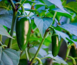 A green jalapeno growing on a plant outside