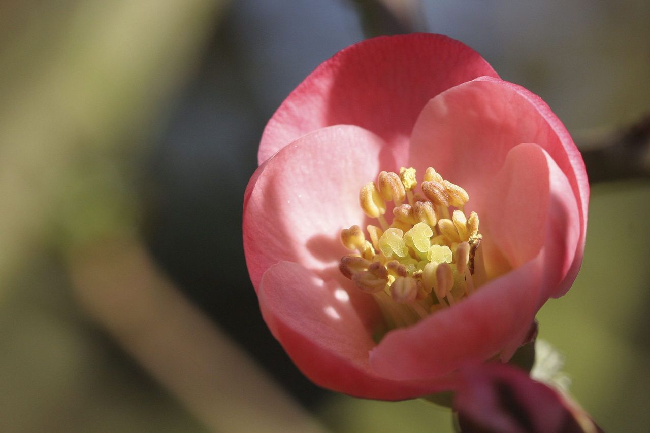 Chaenomeles Speciosa, aka Japanese Quince.