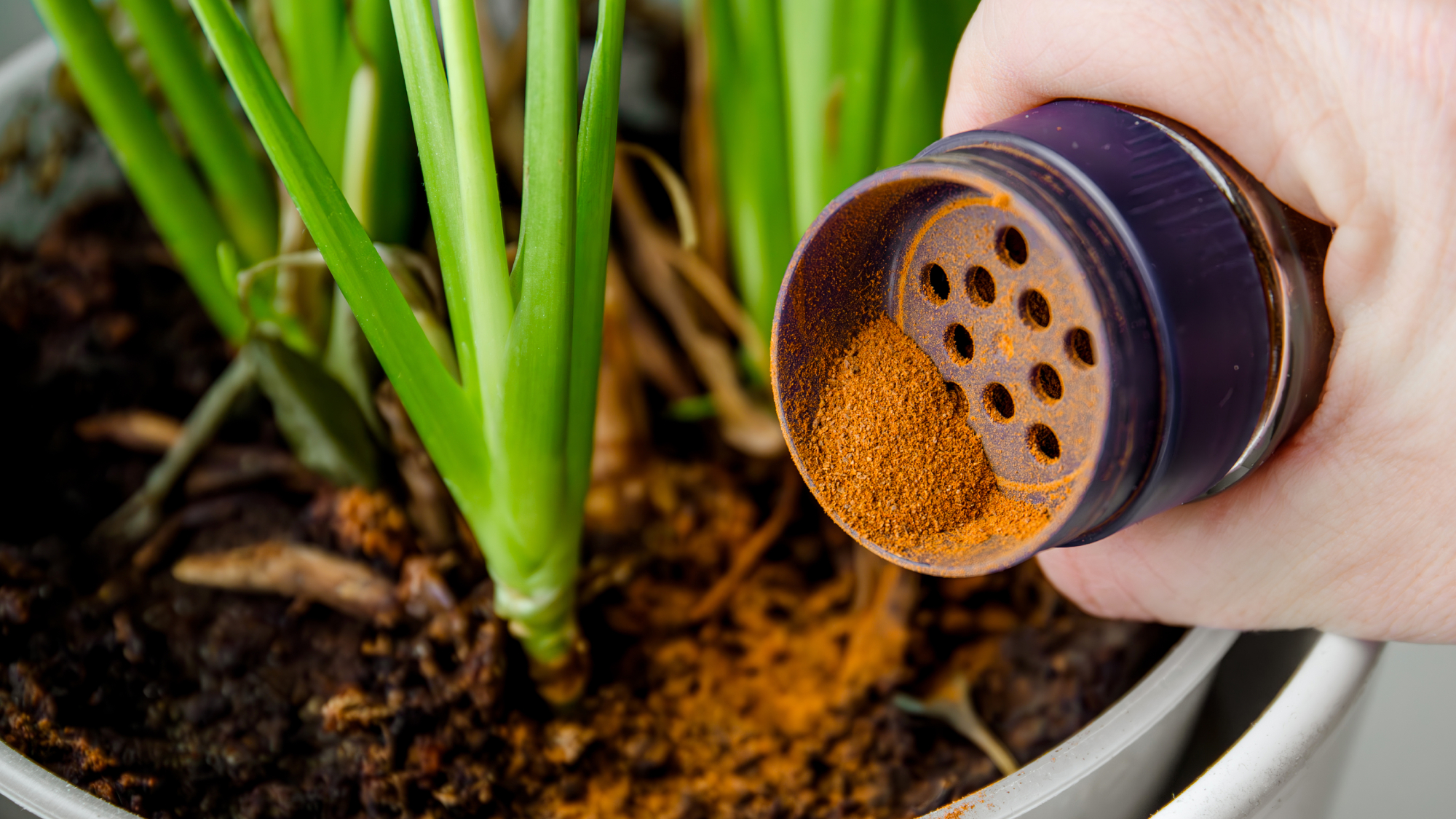 sprinkling cinnamon powder on houseplant compost as an anti-fungal precaution to deter flies