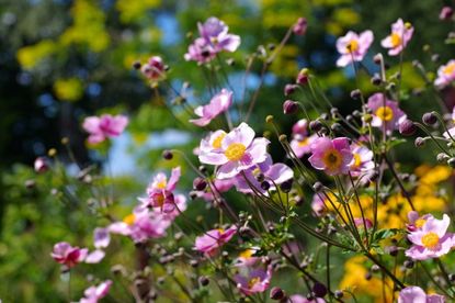 japanese anemone