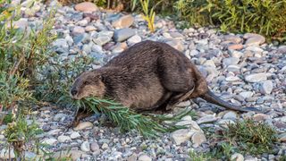 The second-largest rodents are ecosystem engineers, creating forest clearings and building dams across rivers and streams