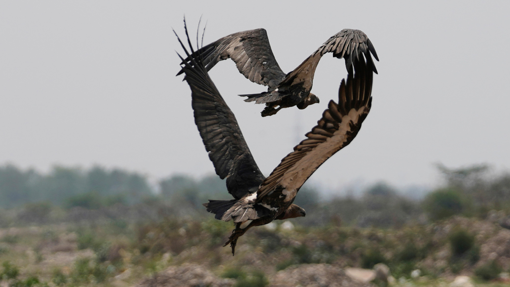 A pair of vultures flying