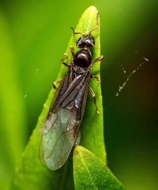 A black flying ant on top of a green leaf with green grass in the background