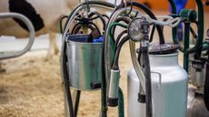 A close up photo of a milk pump and bucket used in the dairy industry, with a black and white cow visible in the background