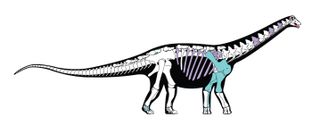 A skeletal reconstruction of the roughly 80-million-year-old Mansourasaurus shahinae. The colored bones are those that are preserved in the original fossil; other bones are based on those of closely related dinosaurs.