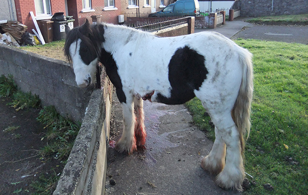 kiltalown-view-pony-006.jpg