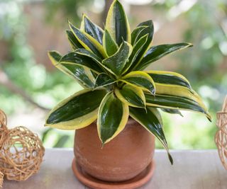 snake plant Black Star in terracotta pot