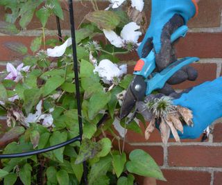 Clematis deadheading with pruning shears