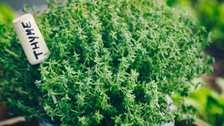 Thyme grown in a pot