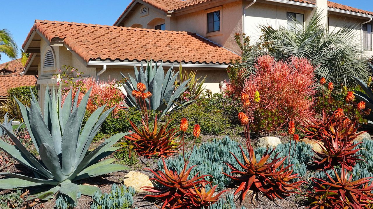 desert landscaping planting California