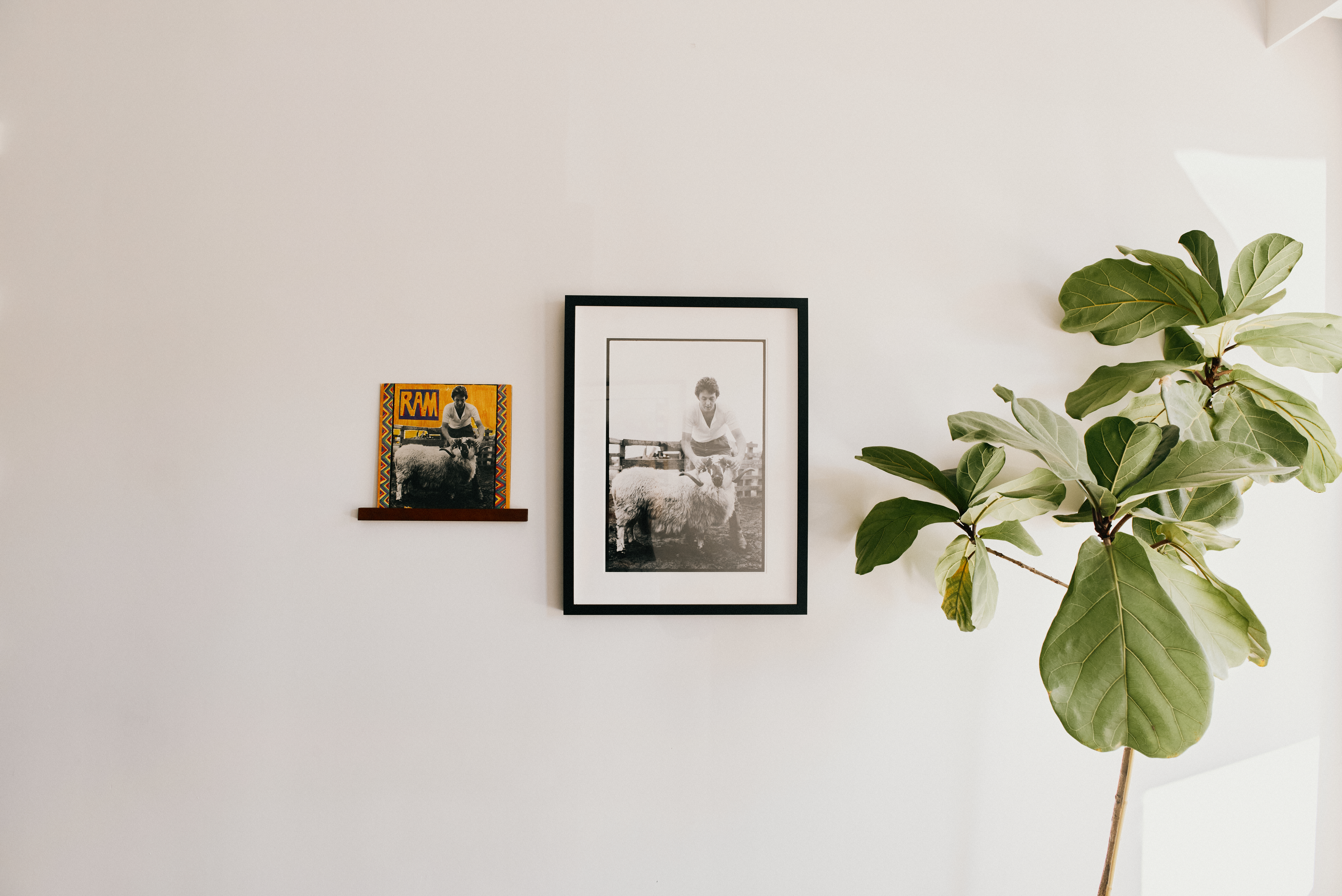 linda mccartney music photography on the walls