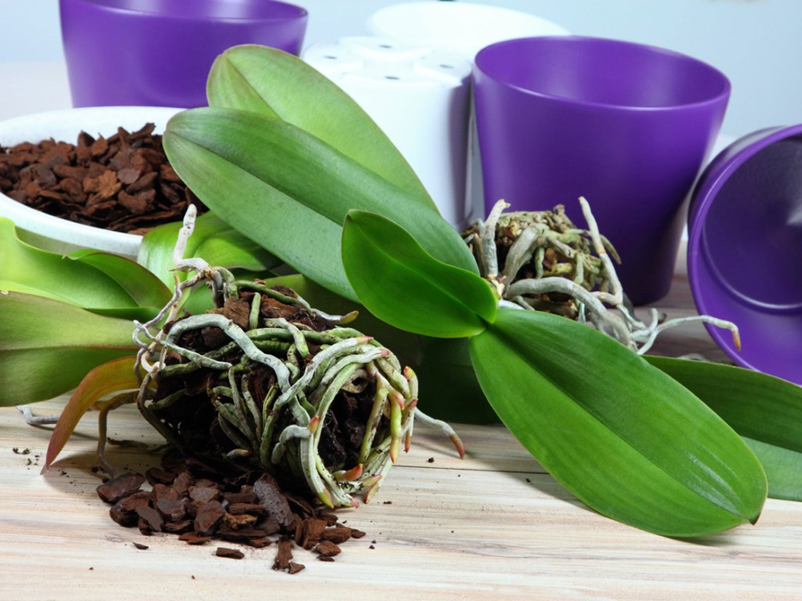 Orchid Potting Mix - Types Of Planting Mediums For Orchids