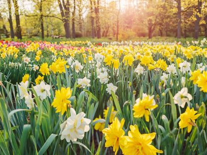 Field Of Different Colored Daffodils