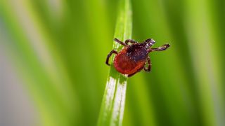 The deer tick (Ixodes scapularis) is a vector for Powassan virus.