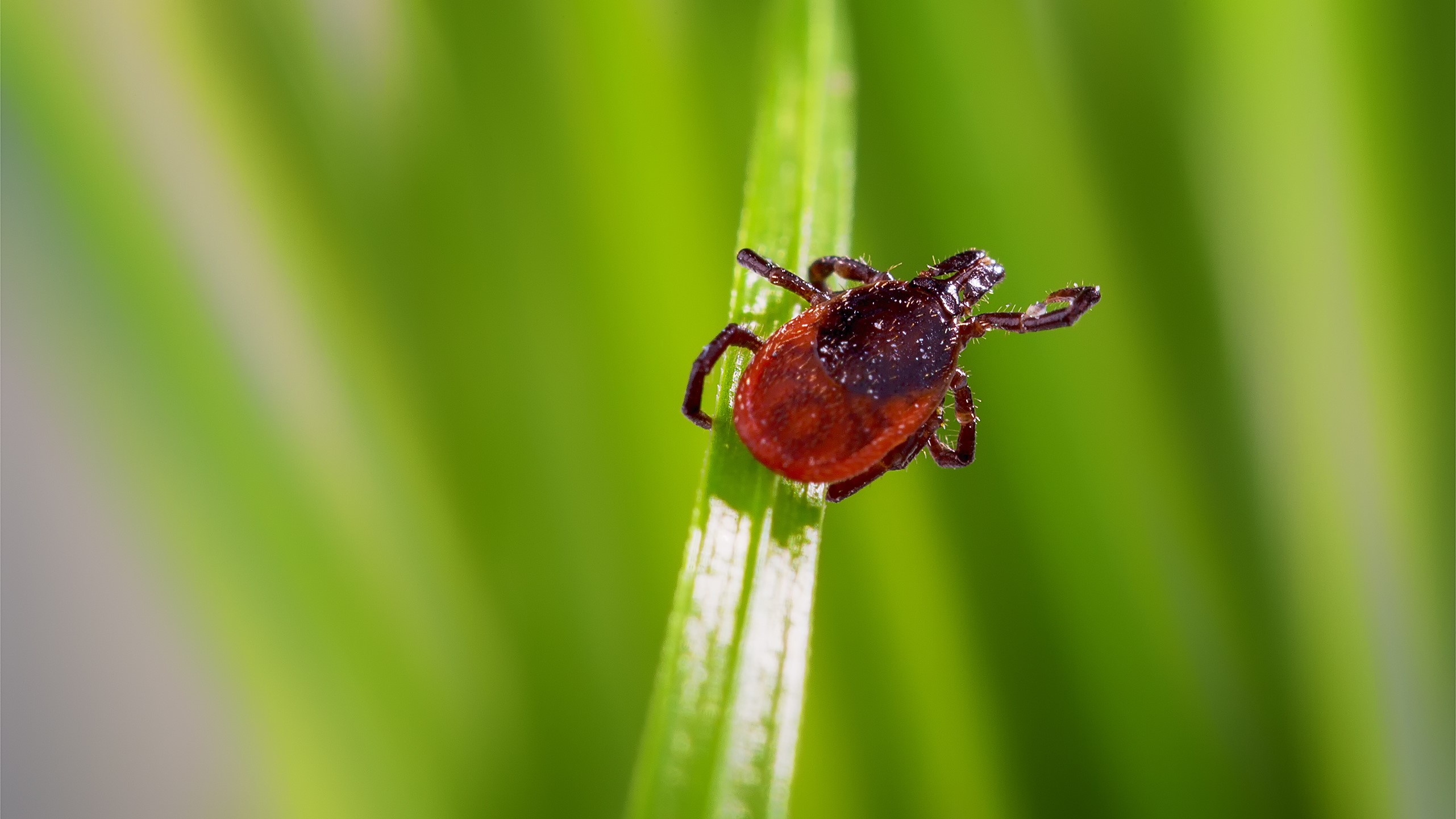 deer tick under microscope