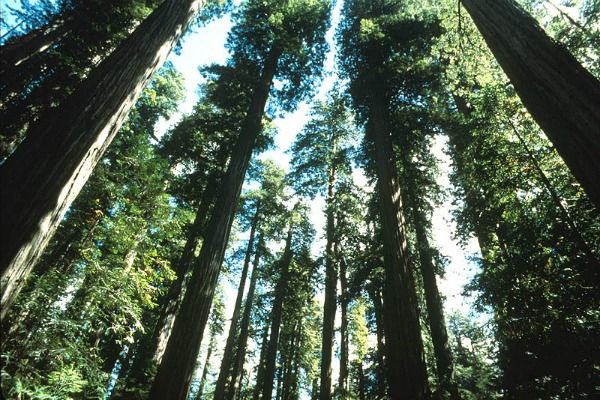 California redwood trees. Credit: National Park Service