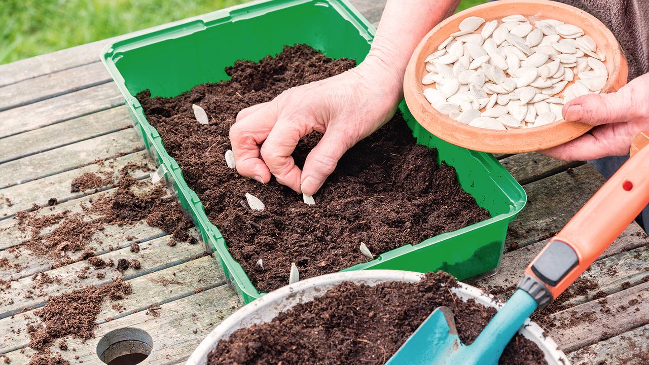 Gardener sows potiron squash seeds in a seed tray