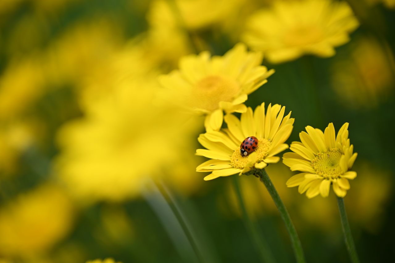 Sample image taken with the Nikon Z6 III
