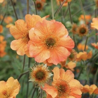 Geum 'Totally Tangerine' sunny orange garden plant