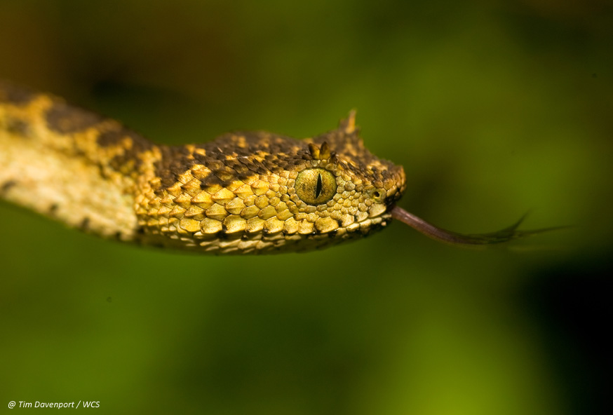 Vivid Images of New Snake Species Live Science