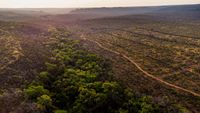 landscape of wetlands, trees and savanna in brazil