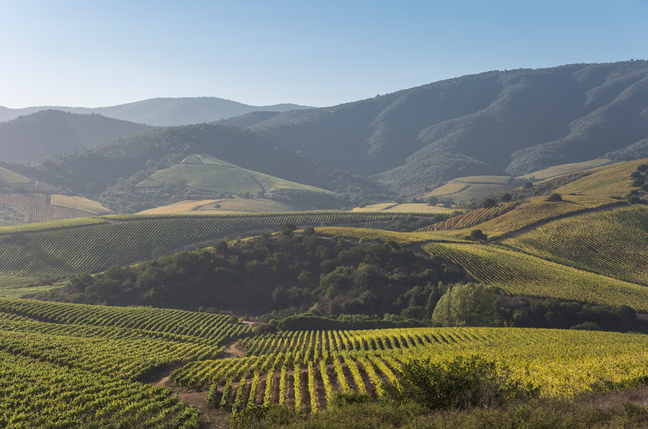 Vineyards and hills in Chile with a blue sky