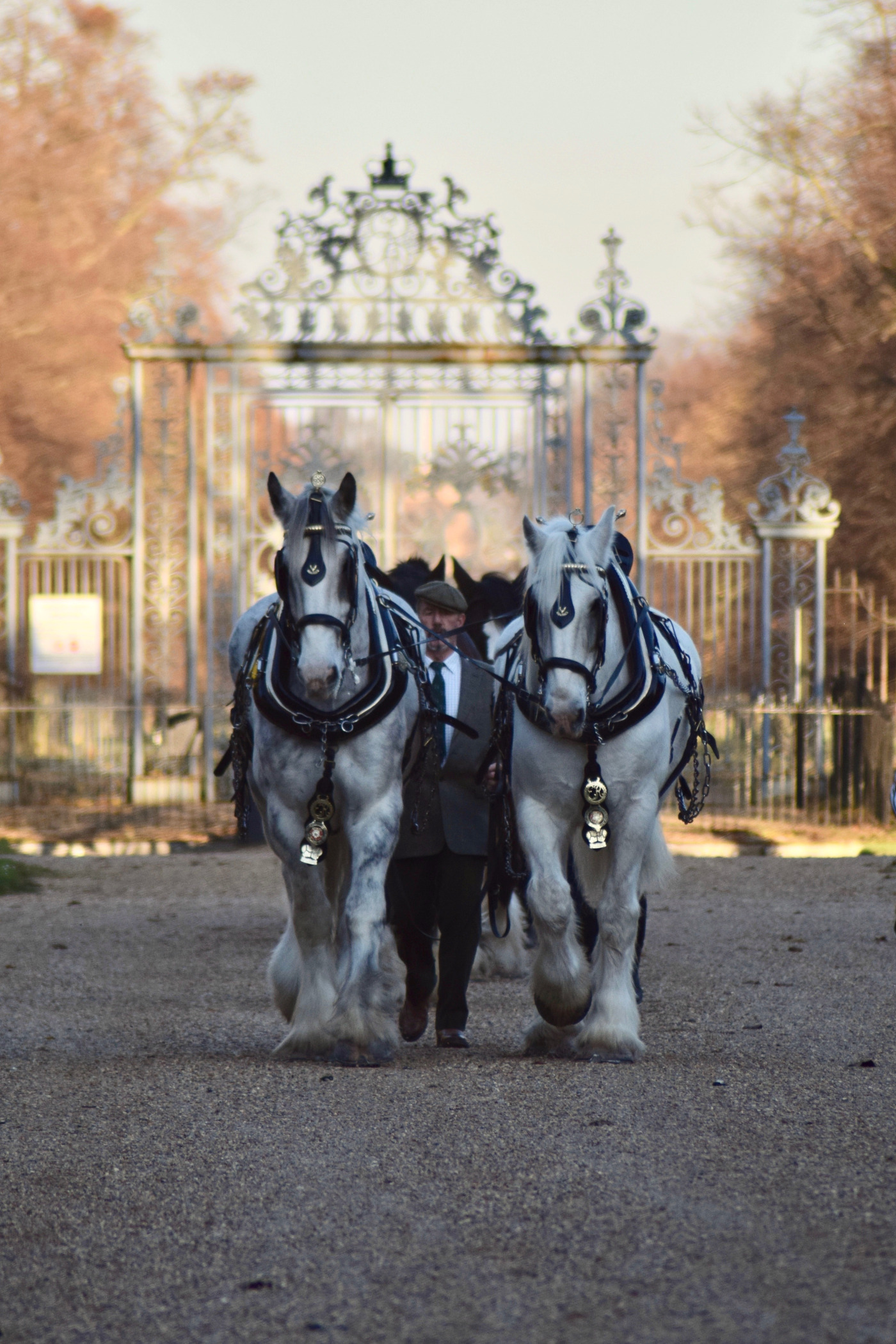Shire horses Heath and Nobby pictured working at the Royal Parks
