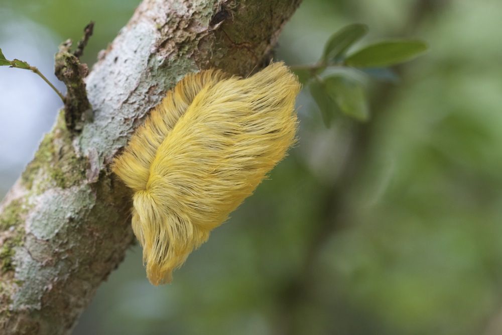 Caterpillar Looks Like Donald Trump&#039;s Hair