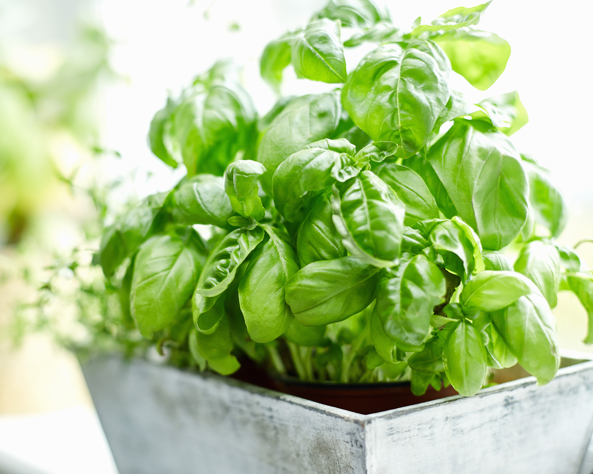 Learn how to grow basil indoors on the windowsill