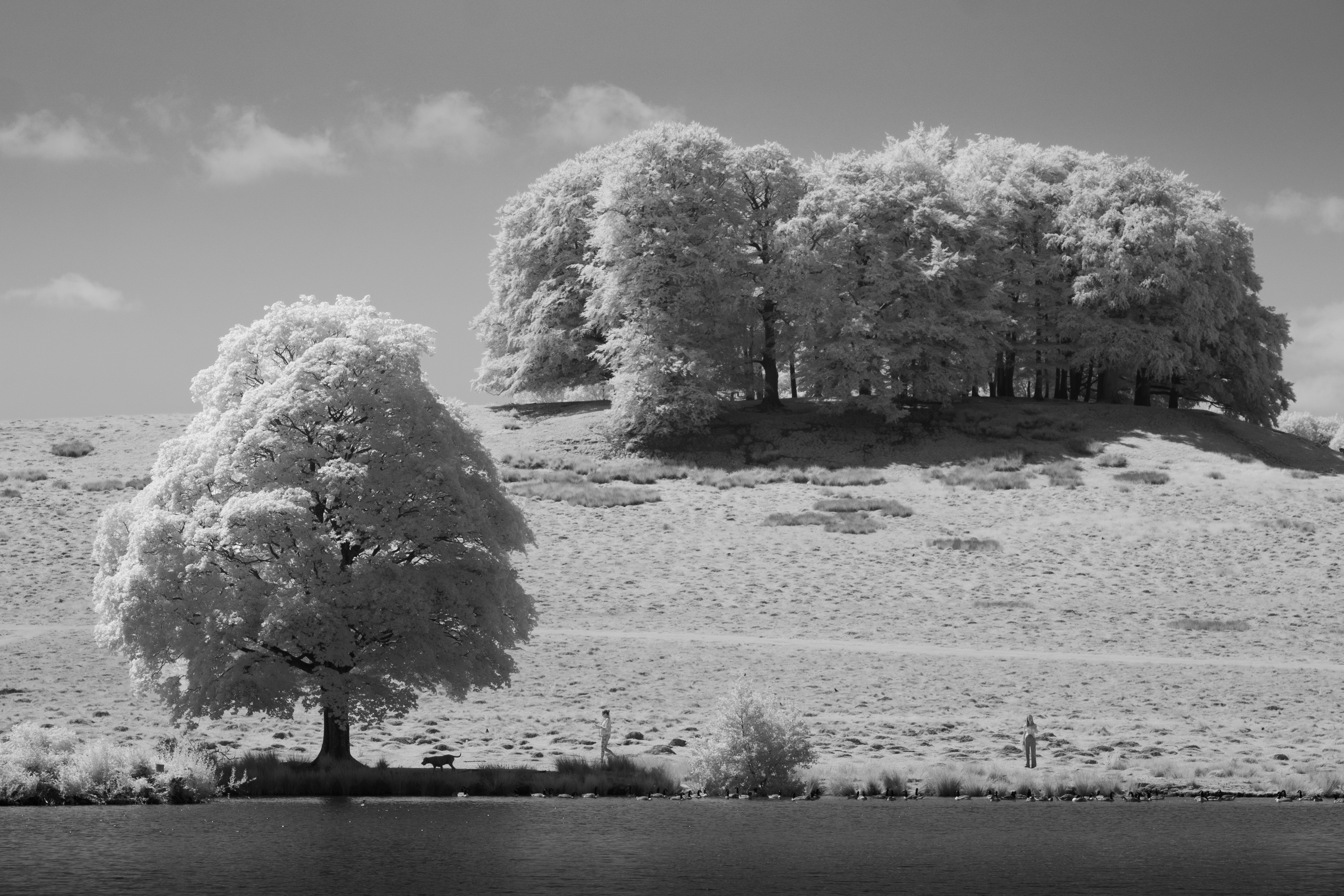 A photo taken on an infrared camera