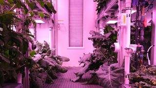 Broccoli and kohlrabi thrive without soil under artificial light in the EDEN ISS Antarctic greenhouse.