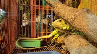 Bearded dragon in its cage