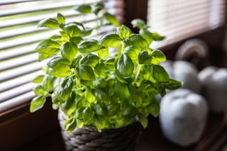 Beautifully blooming fresh basil in a flowerpot on the windowsill