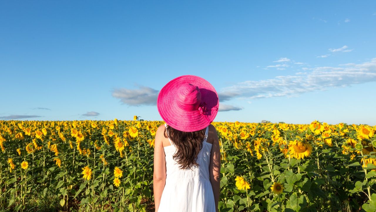 Woman in sunflowers field, Provence, France - stock photo